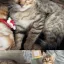 😻 Комочки счастья! Добрые и ласковые бенгальские котята ищут семью.
