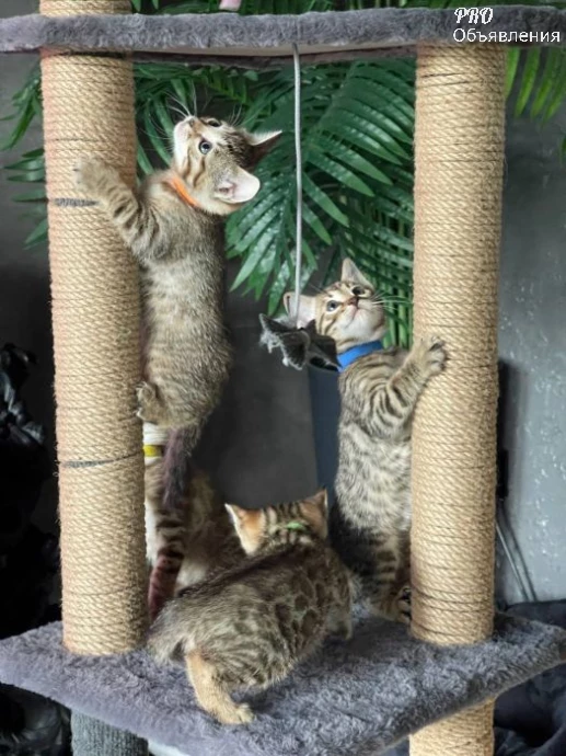 😻 Комочки счастья! Добрые и ласковые бенгальские котята ищут семью. 2