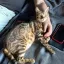 😻 Комочки счастья! Добрые и ласковые бенгальские котята ищут семью.