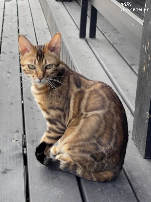 😻 Комочки счастья! Добрые и ласковые бенгальские котята ищут семью. 3