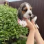 Щенки бигля с официальными документами