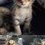 😻 Комочки счастья! Добрые и ласковые бенгальские котята ищут семью.