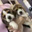 Щенки бигля с официальными документами