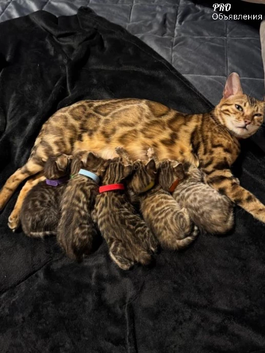 😻 Комочки счастья! Добрые и ласковые бенгальские котята ищут семью. 1