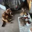 😻 Комочки счастья! Добрые и ласковые бенгальские котята ищут семью.
