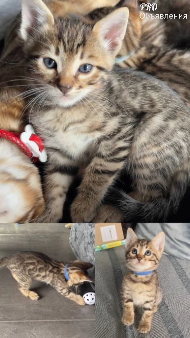 😻 Комочки счастья! Добрые и ласковые бенгальские котята ищут семью. 4