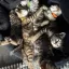 😻 Комочки счастья! Добрые и ласковые бенгальские котята ищут семью.