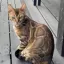 😻 Комочки счастья! Добрые и ласковые бенгальские котята ищут семью.