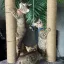 😻 Комочки счастья! Добрые и ласковые бенгальские котята ищут семью.